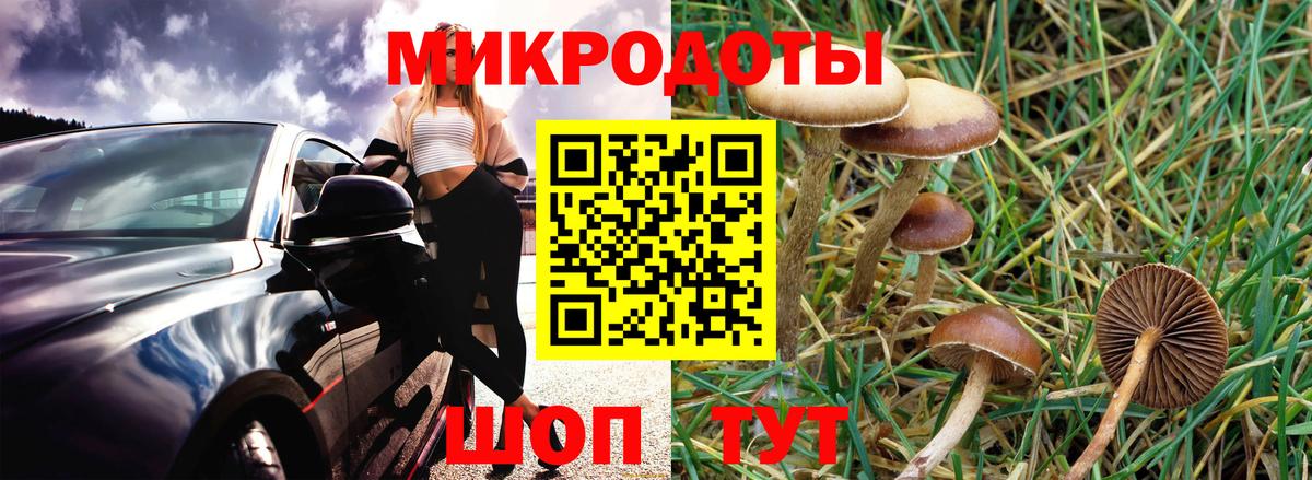 Псилоцибиновые грибы Psilocybe Хабаровск